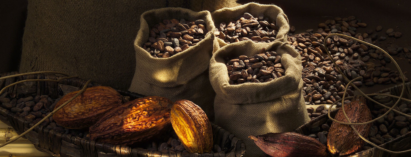 Beste Cacao Bohnen für Lindt Schokolade