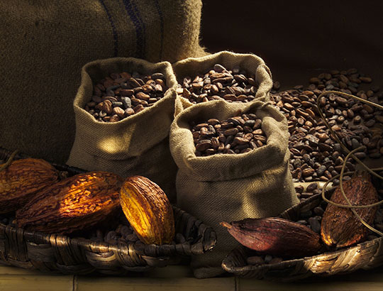 Beste Cacao Bohnen für Lindt Schokolade
